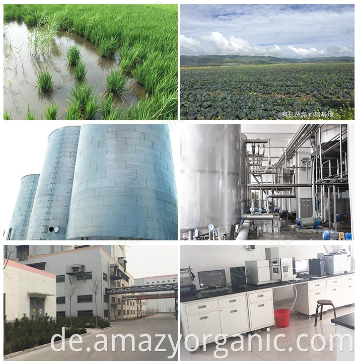 Bulk Factory Supply Enzianwurzelextrakt Gentiana Scabra Bge Extract Gentiopicrosid 10%